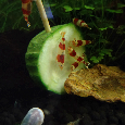 Krevety Crystal Red (Caridina cf. cantonensis) 1,80€ - 8
