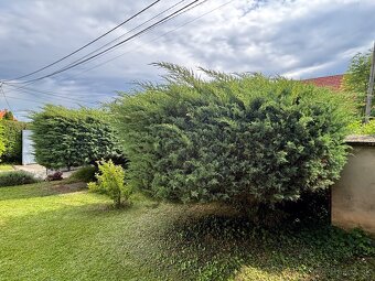 Úprava záhrad a živých plotov, vypiľovanie tují, kosenie - 8