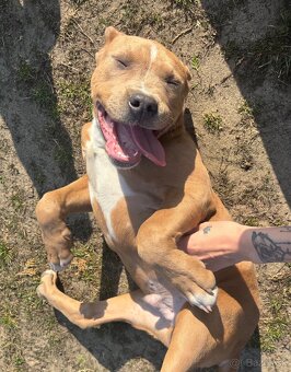 Americký stafordsirsky terier, Stafford, amstaf - 8