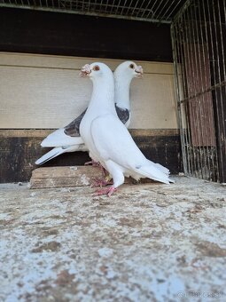 Predám mlade staropolske holuby 8€ ks 0904 164 456 - 8