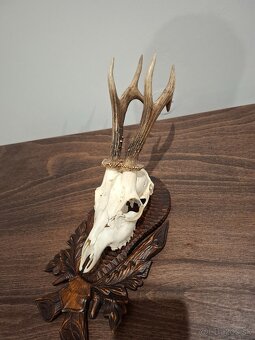 Srnec, parožie, trofeje - 8