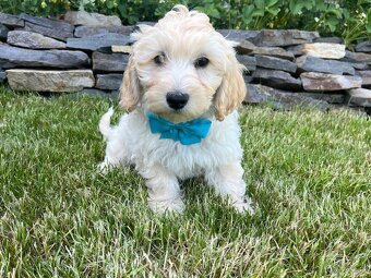 Maltipoo - šteniatko (chlapec) - 8