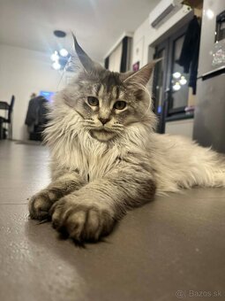 Maine coon,  mainská mývalia s PP - kocúrik - 8