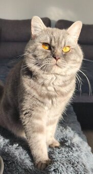 Predám Britské mačiatko - 8