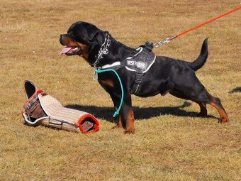 Rottweiler, rotvajler, rtw - 8