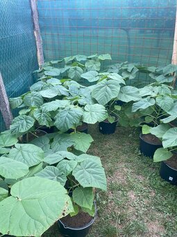 Paulownia Tomentosa rýchlorastúci strom - 8