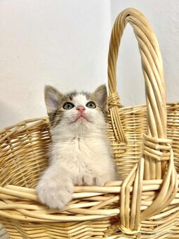 Darujeme mačiatka - 8