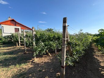 Na predaj: Ovocná záhrada v Leviciach - 8