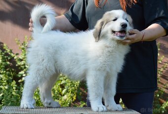 PYRENEJSKÝ HORSKÝ PES - šteniatka s PP - posledný voľný psík - 8