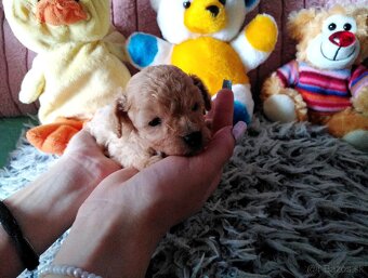 Pudlik pudel mini toy - 8