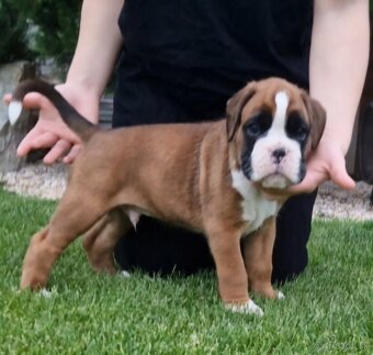 Nemecky boxer s pp - - 8