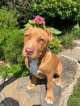 American bully XL - 8
