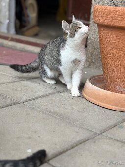 Mačiatko darujem - 8