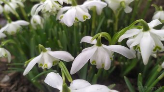 Predám MODRICU ARMÉNSKU a NARCIS, SNEŽIENKY cibulky - 8