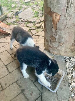 Stenata Husky/malamut krizence - 8