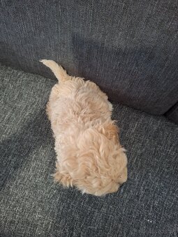 Maltipoo - 8