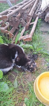 Rozkošné mačiatka hľadajú milujúci domov - 8