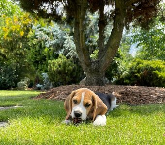 Bigel, bigl, beagle s PP - 8