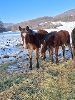 Predam tazne zriebata - 8