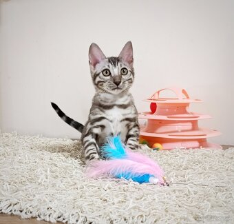 Strieborné bengálske mačiatka - 8