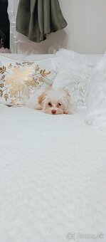 Yorkshire terrier golddust - 8