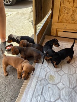 🐶 Na predaj – Šteniatka jazvečíka krátkosrstého štandard - 8