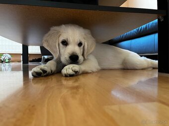 Zlatý retriever hľadá nový domov - 8
