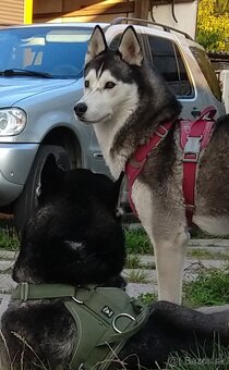 Sibiřský husky bez PP - poslední 3 kluci - 8