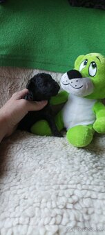 Pudel pudlík toy - 8