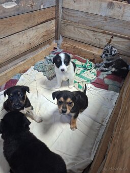 Darujem šteniatka - 8