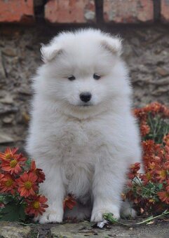 SAMOJED ŠTENIATKA S RODOKMEŇOM - 8