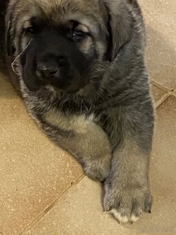 Španělský mastin štěňátka k odběru od 20.1. - 8