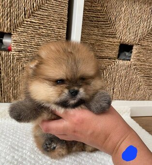 Pomeranian orange - 8