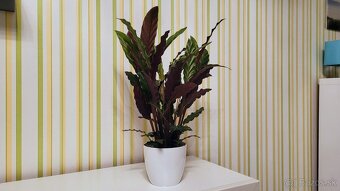 Calathea rufibarba - 8
