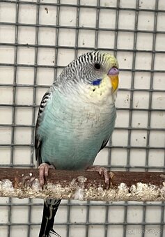 Blackwing andulky - 8