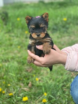Yorkshirsky terier mini, yorki, york - 8