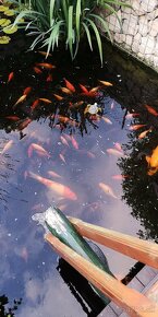 Koi kapor - ✅Koi kapre✅ - 8