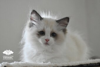 Ragdoll s PP - 8