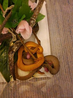 Corallus Hortulanus - 8