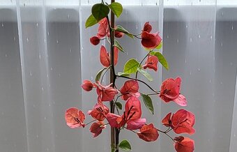Bugenvilea (červená, fialová, cyklámenová) - 8
