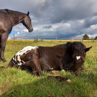 Klisna Appaloosa Horse - 8