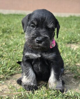 Bradáč malý čiernostrieborný - 8