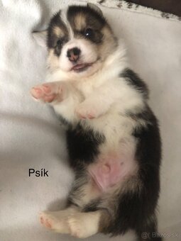 Welsh corgi pembroke s PP - 8