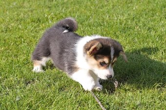 Welsh corgi pembroke s PP - 8