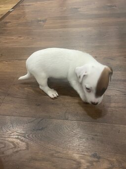 Jack Russel Terrier - JRT - 8