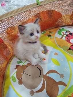 Ragdoll mačiatká - 8