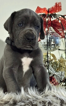 Německá doga modrá s PP - 1 měsíc - 8