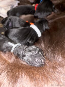 Flat coated retriever Vrh "A" - 8