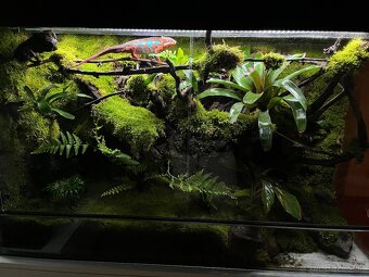 Terarium - 8
