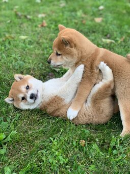 Shiba inu - 8